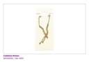 COLLARES STRASS